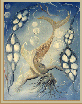 mermaid 2, 8.89kbGIF